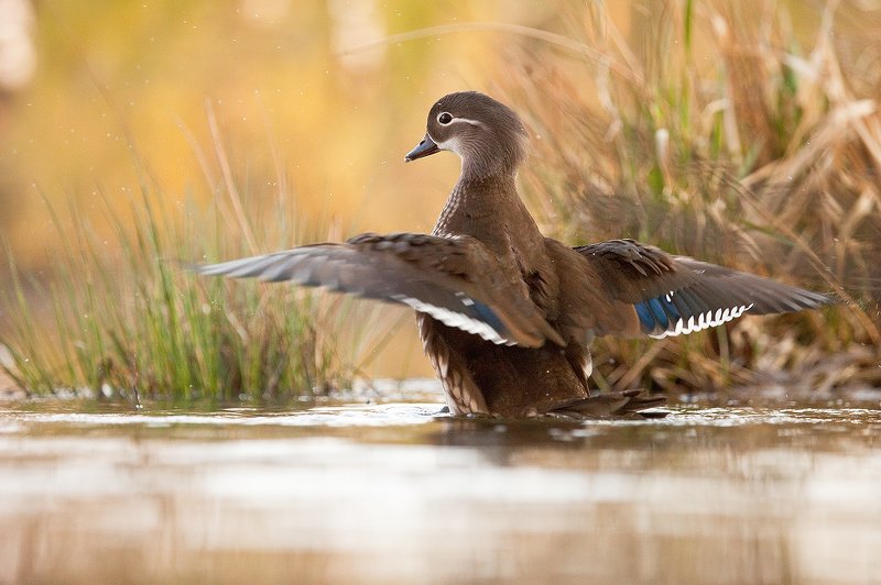 Mandarin duckphoto preview