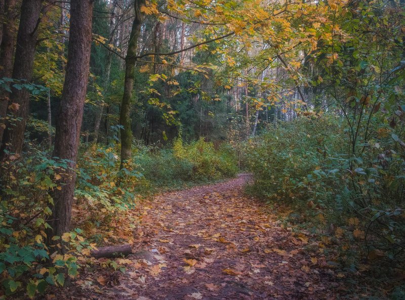 Осень. Таинственный лес.photo preview