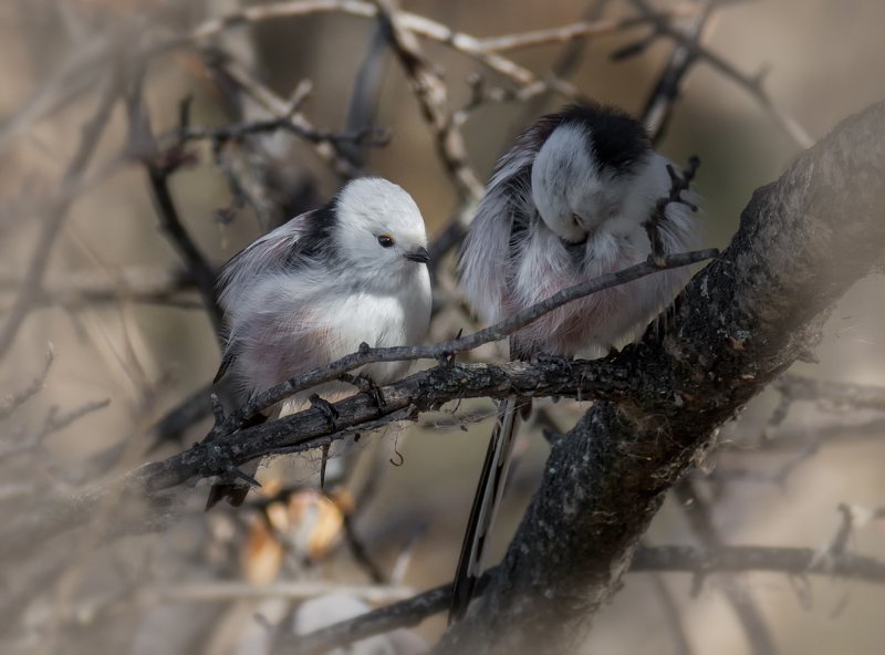 птица, ополовник, отдых пара ополовников..photo preview