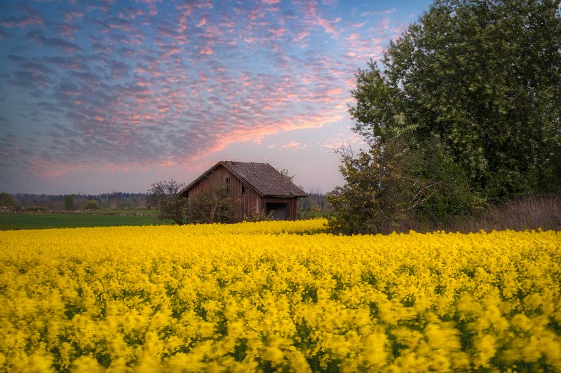Barn, birdcherry, birdcherryflowers, birdcherrytree, Bushes, cabin, canola, Clouds, colza, Cottage, crib, dump, eveningmood, Farming, Fields, Hovel, Hut, kennel, lodge, outbuilding, rapeseed, rapeseedfield, Shack, Shanty, shed, stonefence, Stonewall, Yell Yellow Fieldsphoto preview