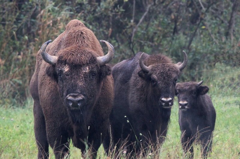 111 111photo preview