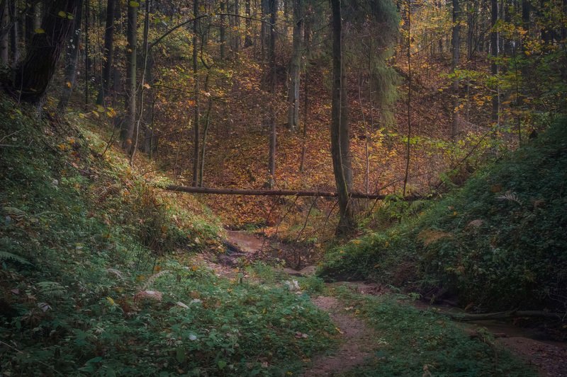 Осень в таинственном лесу IIphoto preview