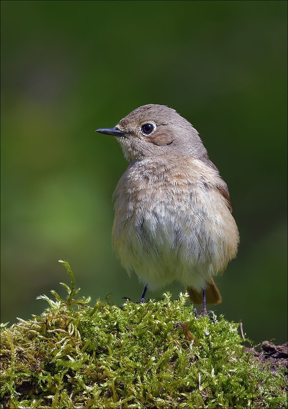 горихвостка, самка Горихвосткаphoto preview