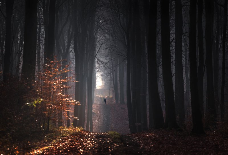 Autumn Forestphoto preview