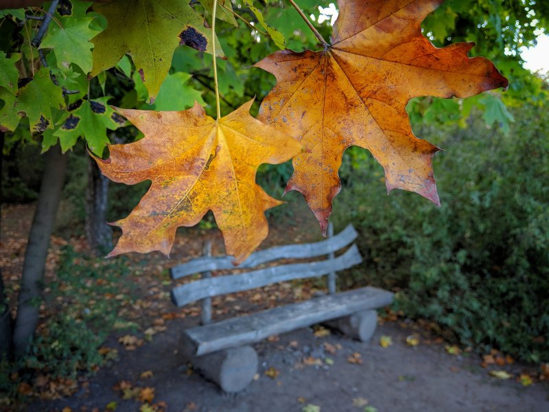 осень,листва,октябрь,сюжет,желтый,свет,лавка,цвет,композиция, photo preview