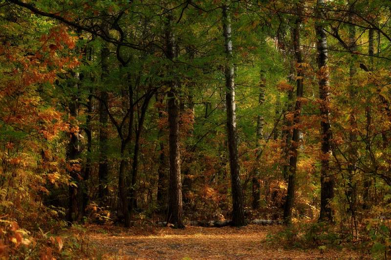 Лес в октябреphoto preview