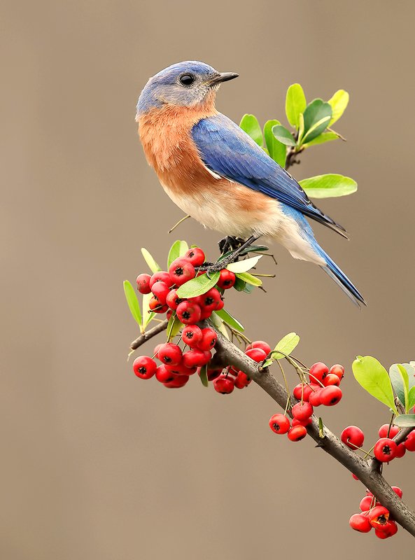 восточная сиалия, eastern bluebird,bluebird Eastern Bluebird male - Восточная сиалияphoto preview