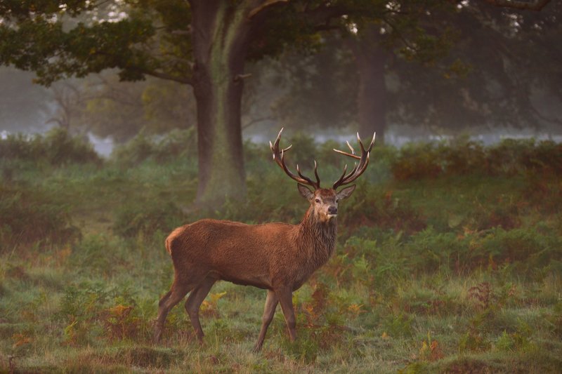 P R I N C Ephoto preview