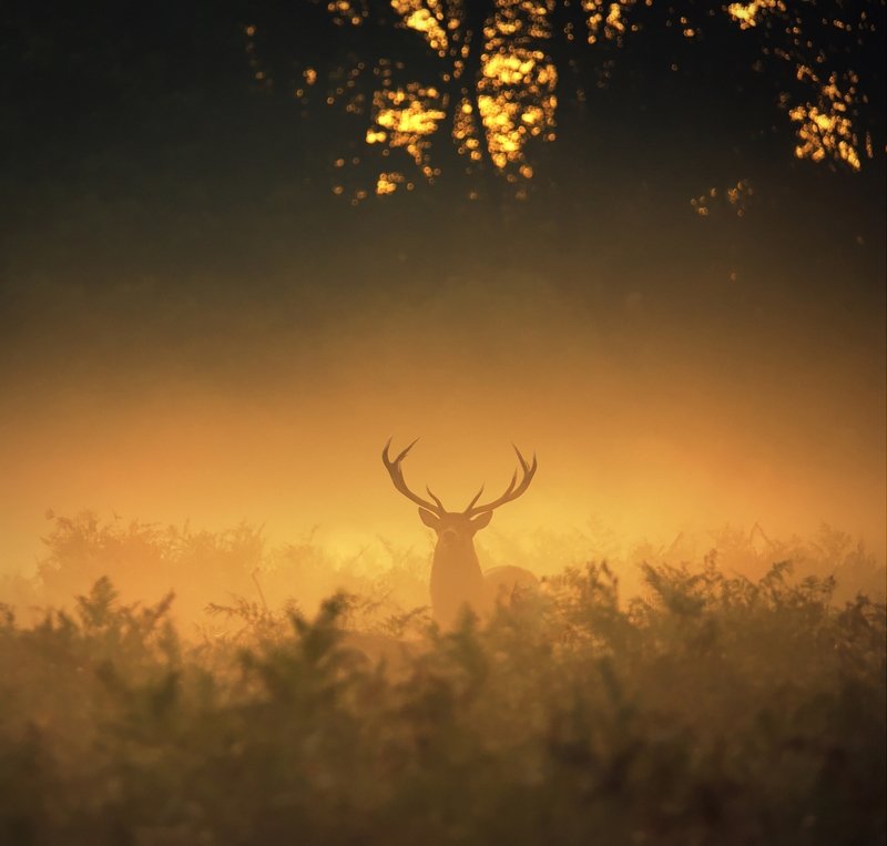 Golden Boyphoto preview