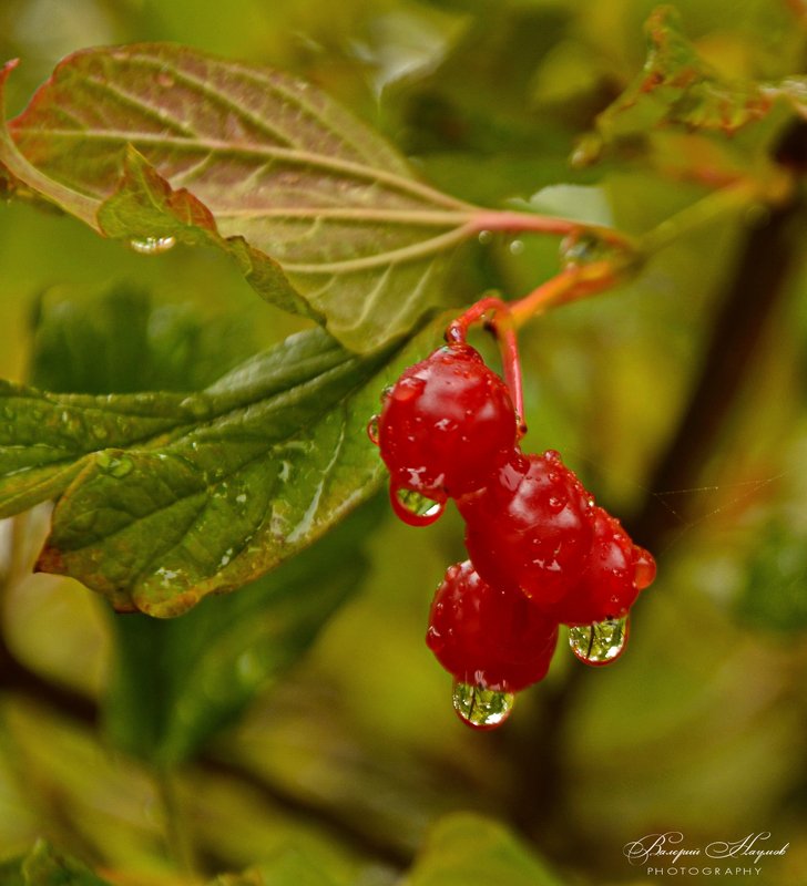 осень, октябрь, калина, капли, отражение Три капли осени фото превью