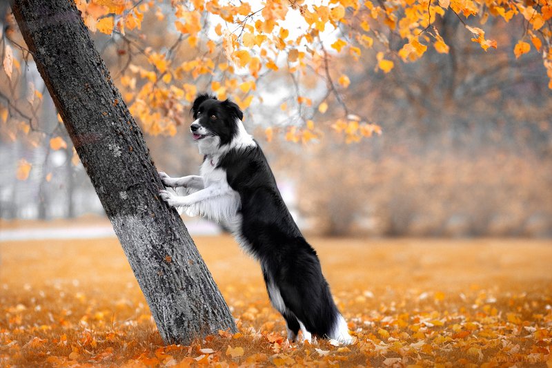 собака,фото дня,питомец, животные, осень, природа, pet, no people,autumn, canon,animal Золотая осеньphoto preview