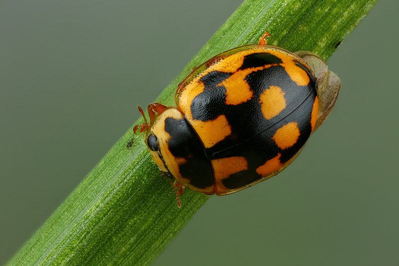 макро,природа,жук,насекомое,цвет,желтый,зеленый,животное,растение,черный,трава Божья коровкаphoto preview