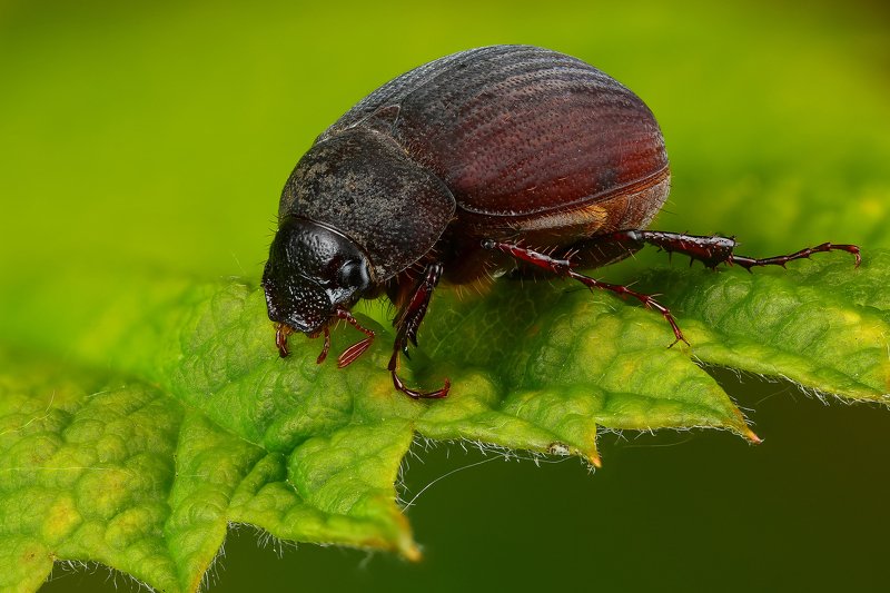 макро,природа,жук,насекомое,цвет,коричневый,зеленый,животное,растение,лист Хрущикphoto preview