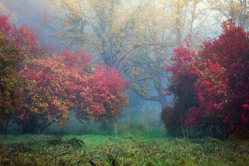 autumn symphony осенняя симфония magic garden park trees grass colourful mist foggy morning осенняя симфонияphoto preview
