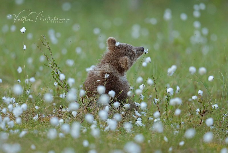 Романтик фото превью