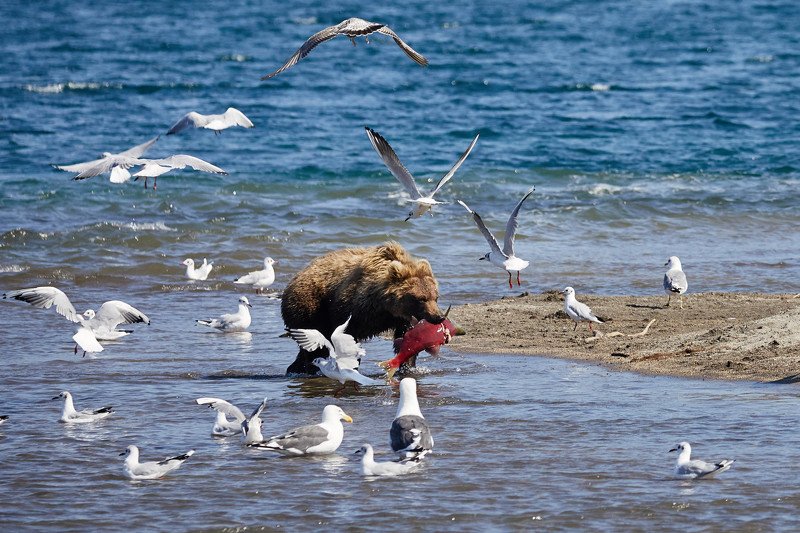 медведь медвежонок Камчатка Наконец поймалphoto preview