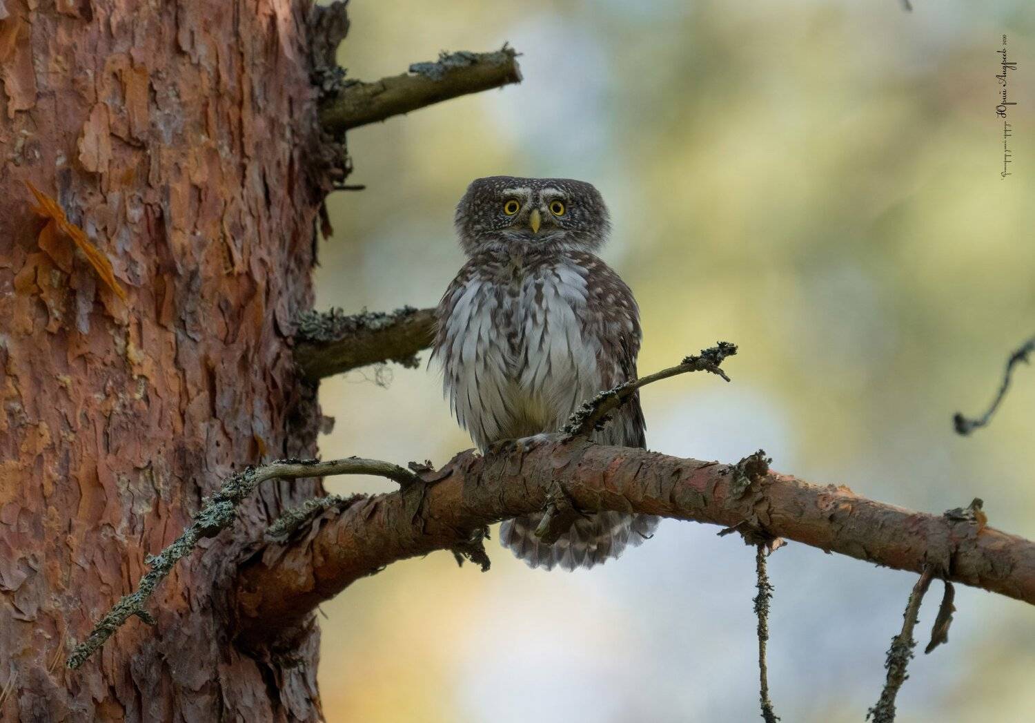 воробьиный сыч, сыч-воробей, сова, лес, сосна, Юрий Андреев