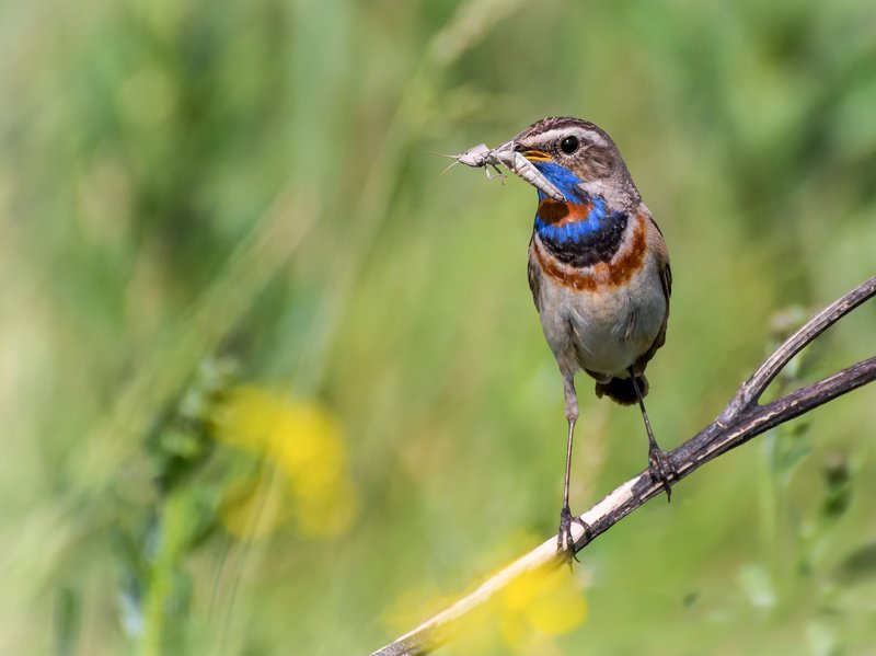 птица, варакушка, варакушка ..photo preview