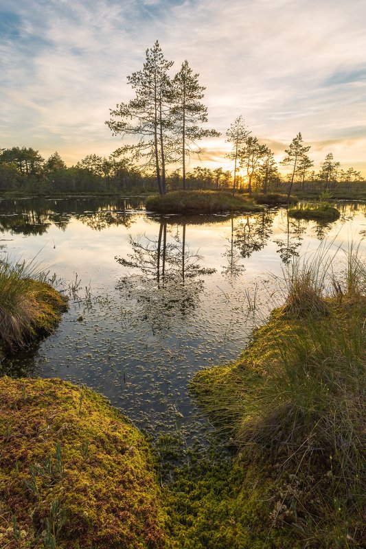 ленинградская область, ленобласть На болотных топяхphoto preview