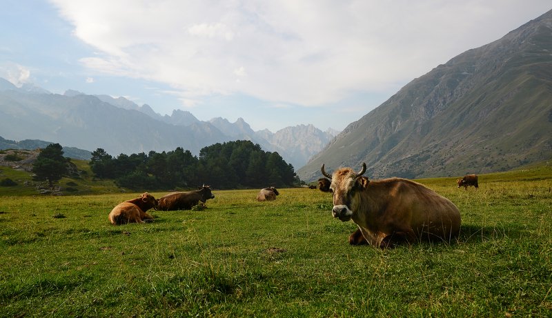 верхняя балкария, кабардино-балкария, путешествия по россии, кабардино-балкарский высокогорный заповедник Верхняя Балкарияphoto preview