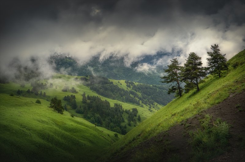 Три сосны.photo preview