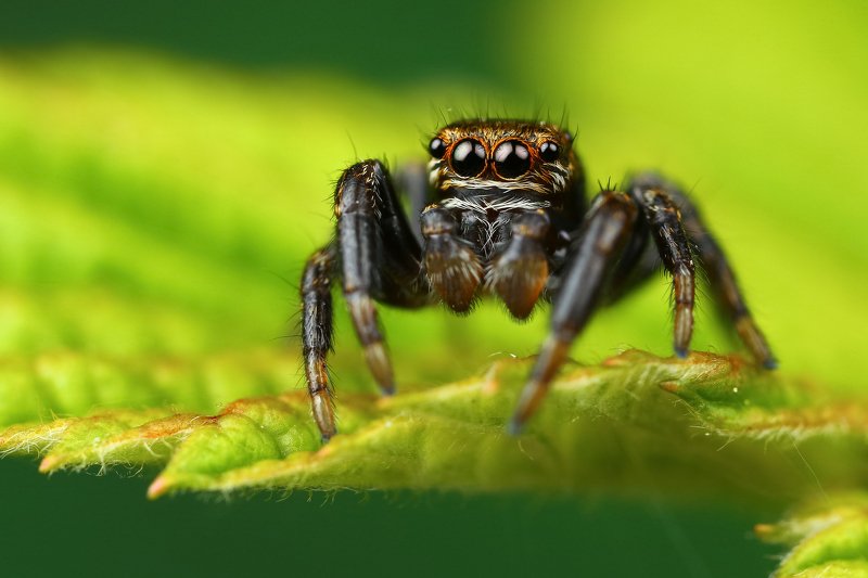 макро,природа,паук,цвет,коричневый,зеленый,черный,животное,растение Бусинкиphoto preview
