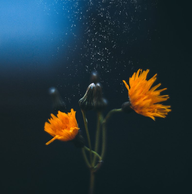 Сорняки на дачеphoto preview