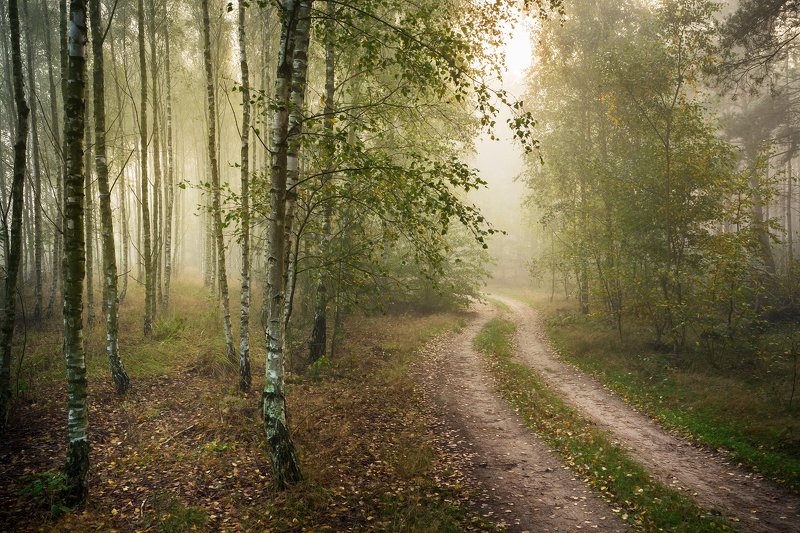 two road два пути path forest magic mist foggy morning trees dranikowski woods fog autumn fall два путиphoto preview