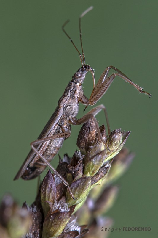 Клоп-охотникphoto preview