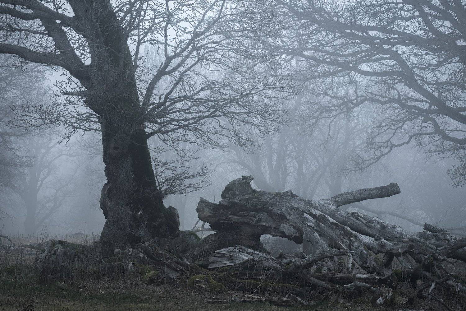 Longing for Home. Автор: Ludwig Riml addle, bough, branches, broken, brokenbranch, brokentree, decompose, fallentrees, fog, foggy, Forest, Hampetorp, Hike, hiking, limb, mist, Misty, moss, nature, Oak, oaktree, oaktreepasture, outdoors, puttrefy, rot, Track, treetrunk, trekking, Walk, wander, Ludwig Riml