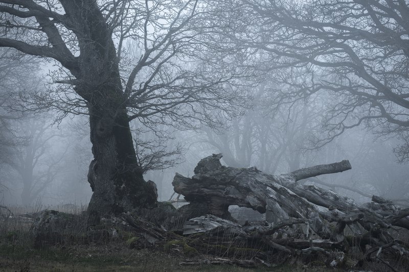 addle, bough, branches, broken, brokenbranch, brokentree, decompose, fallentrees, fog, foggy, Forest, Hampetorp, Hike, hiking, limb, mist, Misty, moss, nature, Oak, oaktree, oaktreepasture, outdoors, puttrefy, rot, Track, treetrunk, trekking, Walk, wander Longing for Homephoto preview