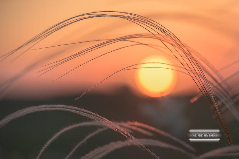 Ковыль на фоне солнцаphoto preview