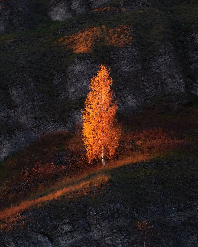 осень, береза, закат photo preview