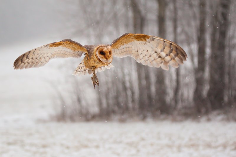 Сипухаphoto preview