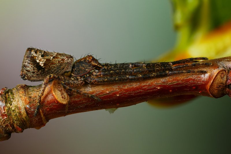 макро,природа,паук,цвет,коричневый,зеленый,ветка,животное,растение Растяжкаphoto preview