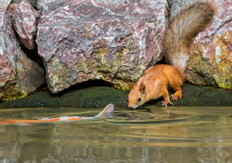 белка, пруд, рыба, водопой, Не договорились...photo preview