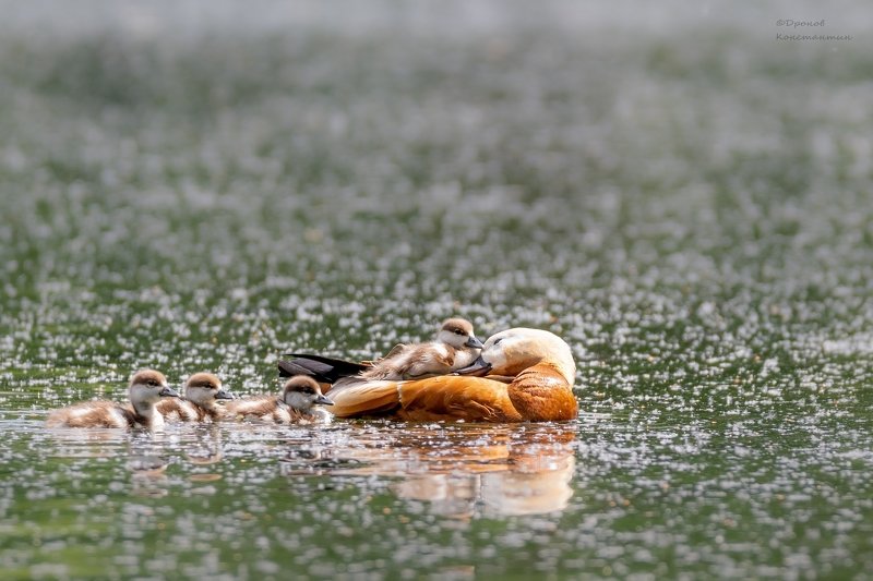 птицы, фотоохота, огари Минутка нежностиphoto preview