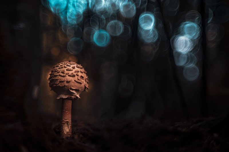 Macrolepiota Proceraphoto preview