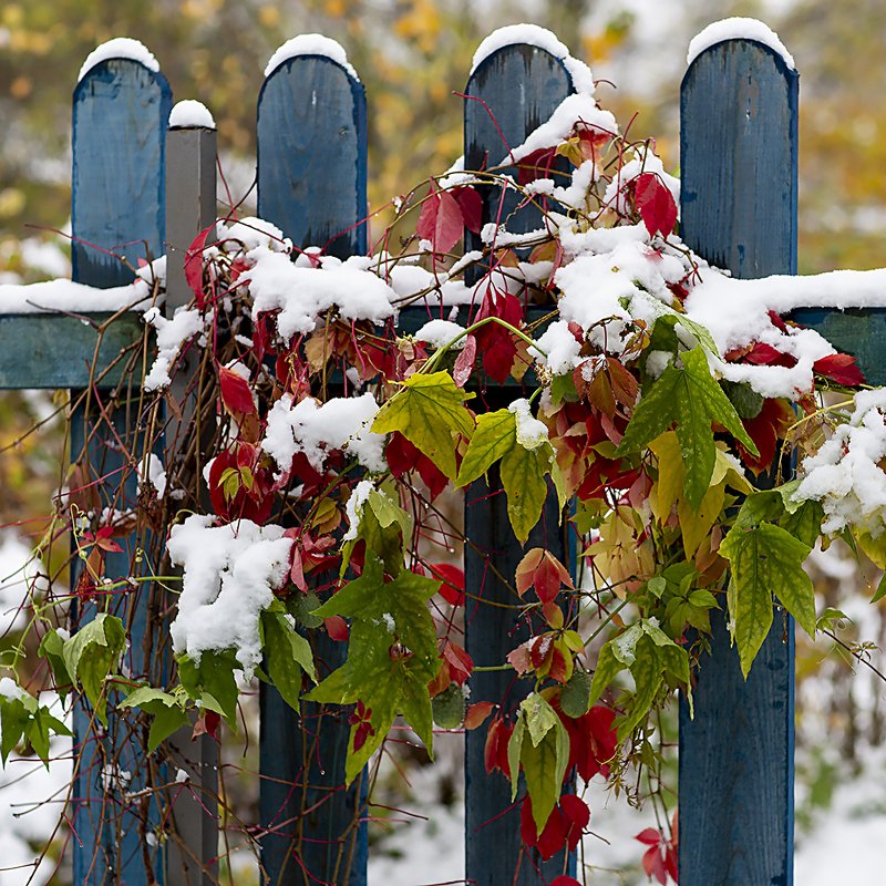 Первый снегphoto preview