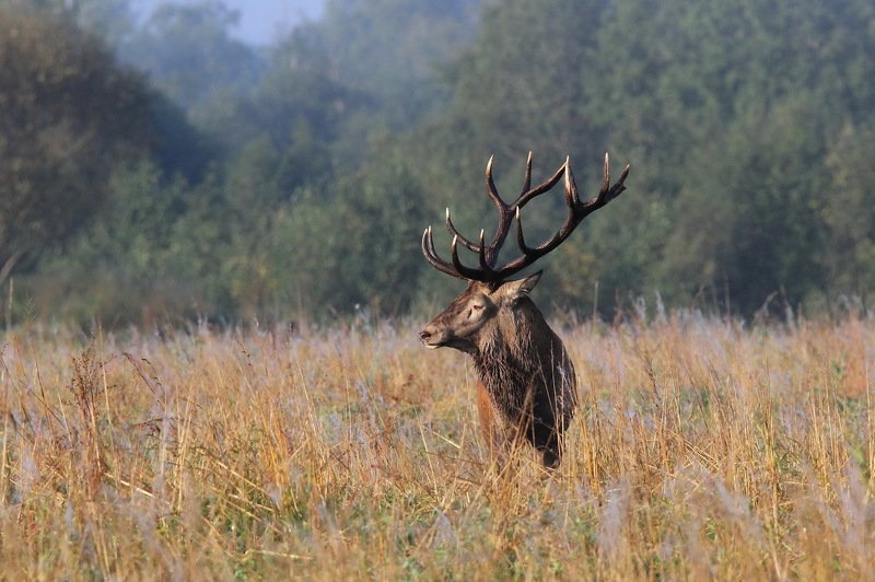 111 111photo preview