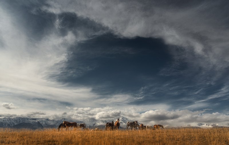 алтай, курайская степь, кони, лошади, небо, горный алтай, пейзаж, северо-чуйский хребет Небесный порталphoto preview
