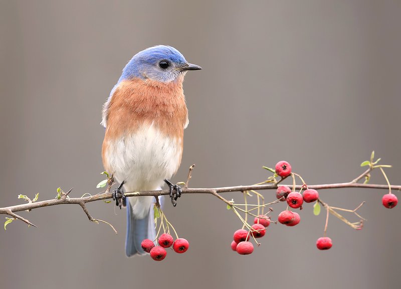 восточная сиалия, eastern bluebird,bluebird Восточная сиалия  - Eastern Bluebird malephoto preview