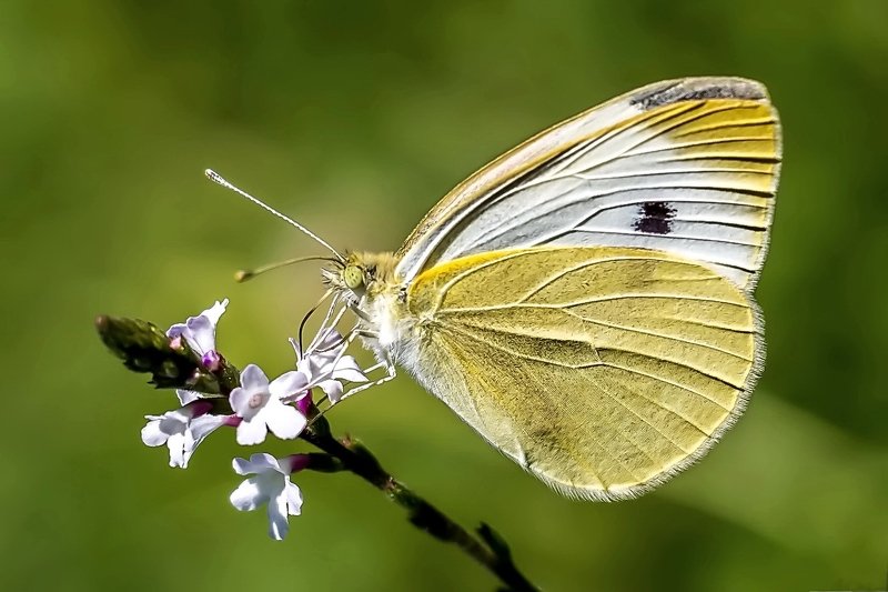 Бабочка.photo preview