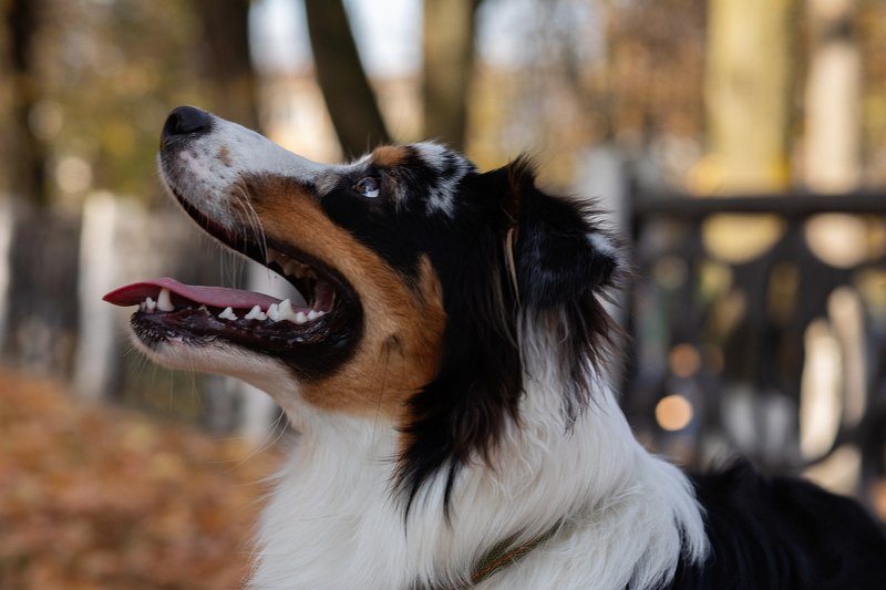 Собака  Ауссиphoto preview