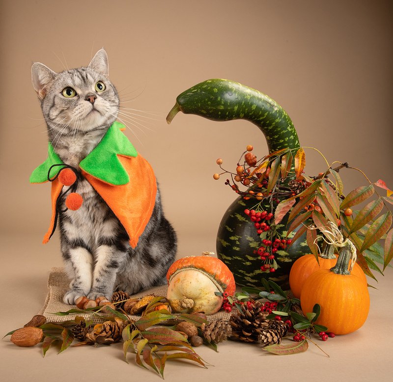 кошка, котенок, сats, домашнии любимцы,натюркотики, осень,autumn, тыквы, pumkin, американский короткошерстный кот, american shorthair cat Маркиз, Сэйдж и Тыквыphoto preview
