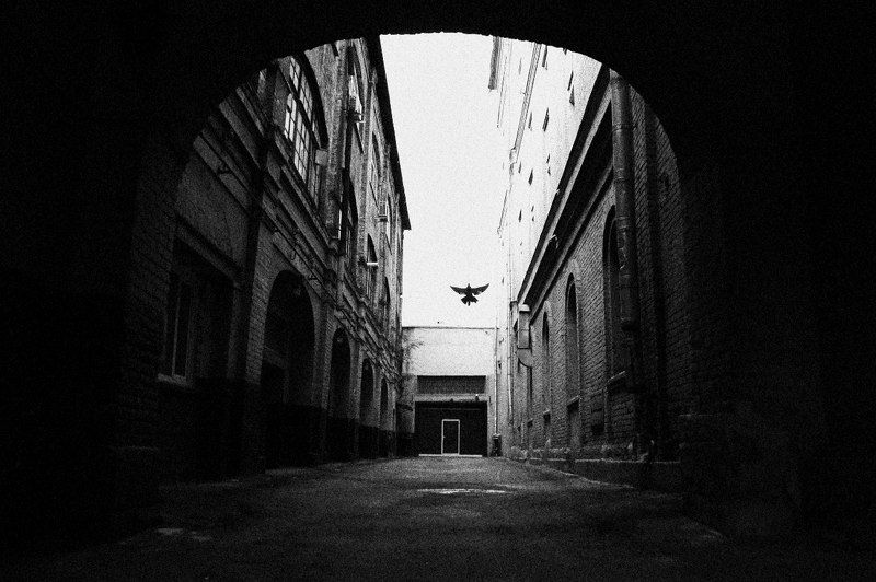 москва, свобода, улица, moscow, street, freedom, bird Свободаphoto preview