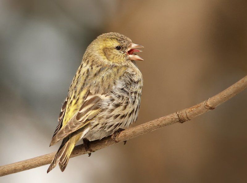 Фулюганка.photo preview