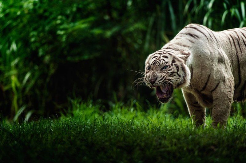 Белый Тигрphoto preview