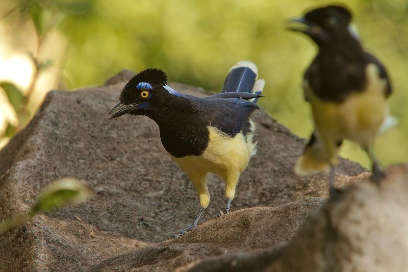 Сойки. Плюшевоголовые разноцветные.photo preview