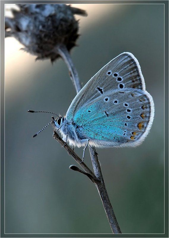 голубянка, небесная, polyommatus, coelestinus Встречая рассветphoto preview